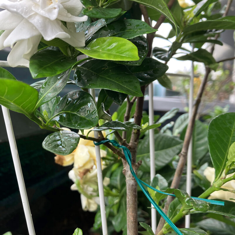 18838-Floral Twist Ties in garden